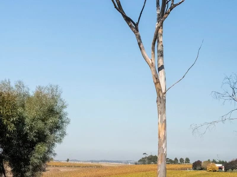 James & Co Wines winery in VIC