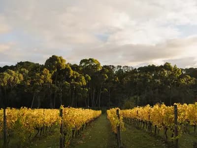 Polperro Winery winery in VIC