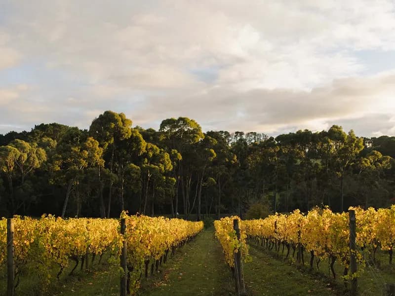 Polperro Winery winery