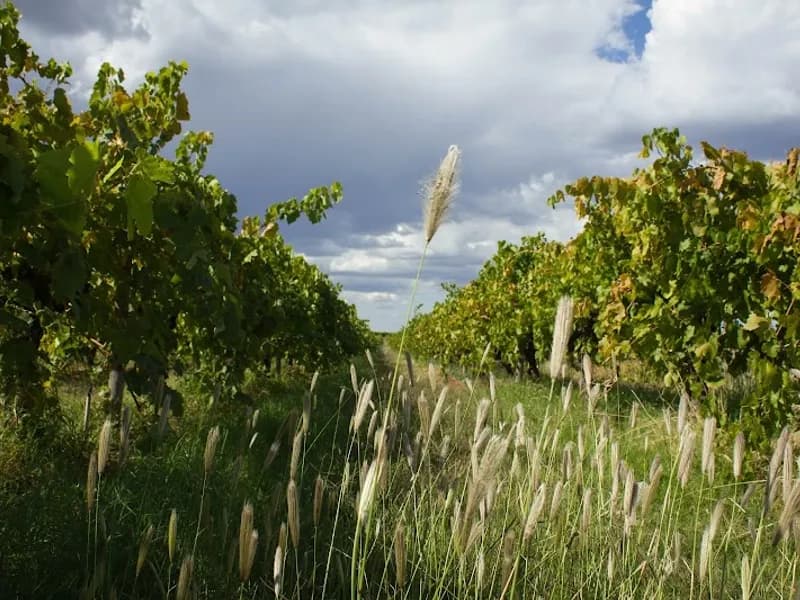 Seppelts Great Western Winery winery in VIC