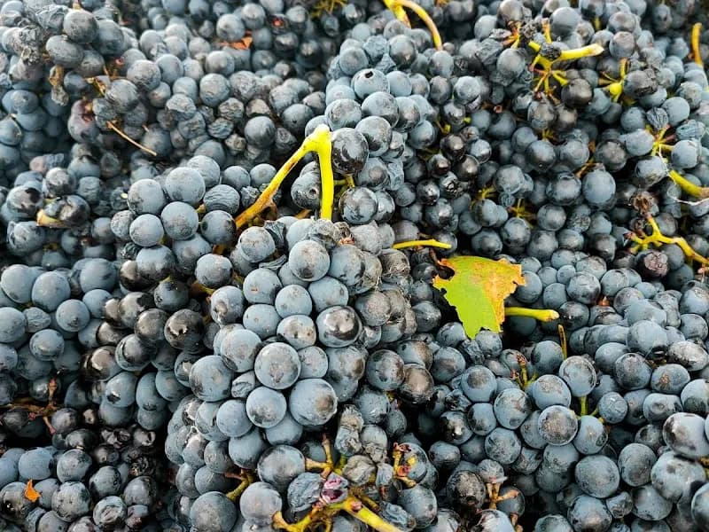 Helen's Hill Estate winery in Lilydale, VIC