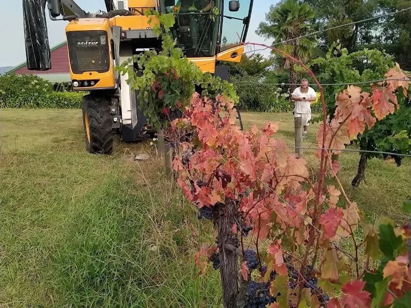 Banks Road Vineyard winery in Marcus Hill, VIC