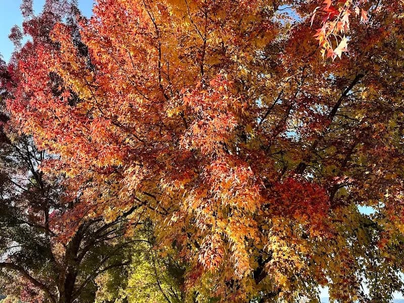 Jack Rabbit Winery winery in VIC