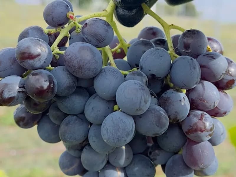 Bullers Winery winery in VIC