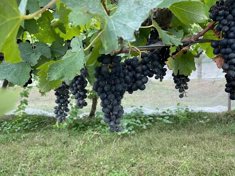 Bullers Winery winery in VIC