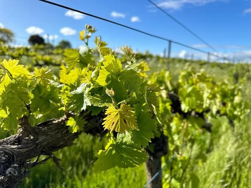 Bullers Winery winery in VIC