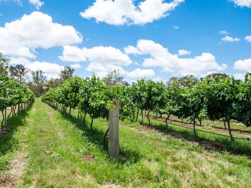 Nursery Ridge Estate Wines winery in VIC