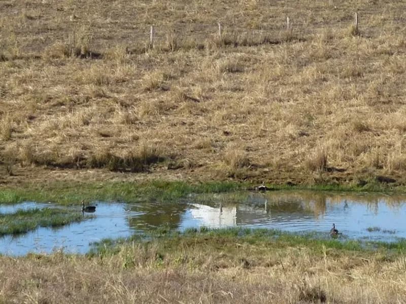 Swampfox Winery winery in Catani, VIC