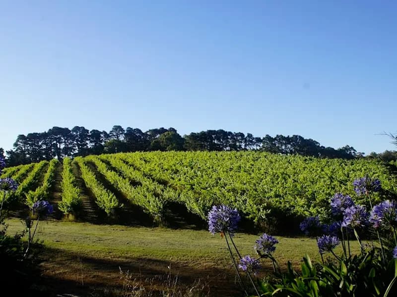 Preston Peak Wines winery in QLD