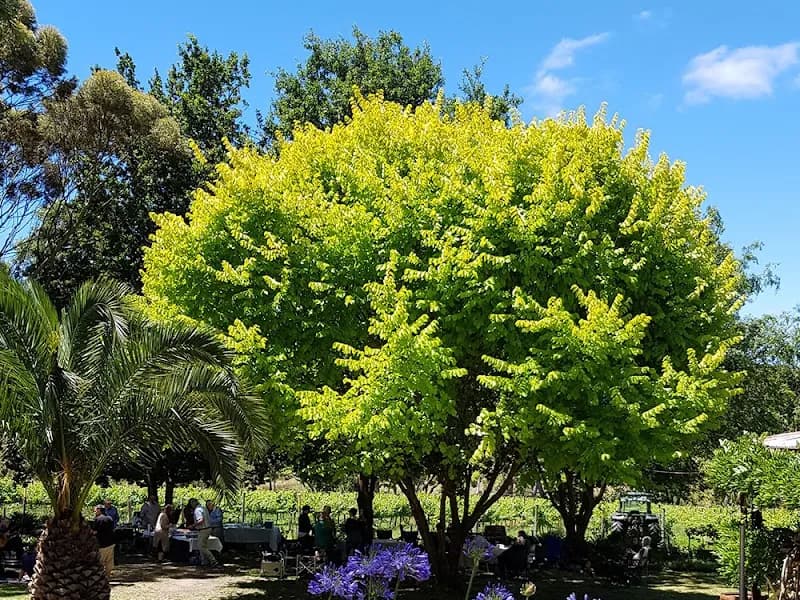 Preston Peak Wines winery in QLD