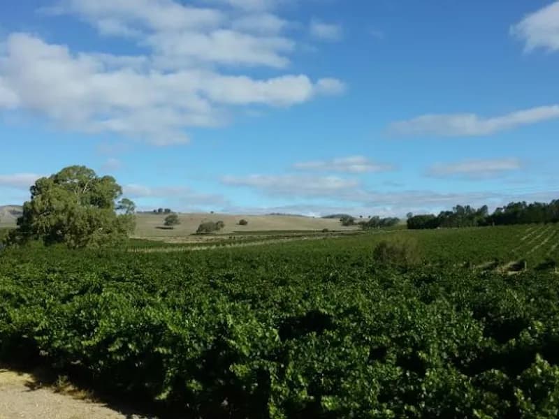 Coriole Wines winery in SA