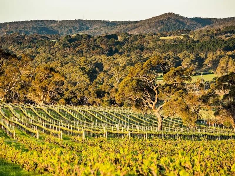 Ekhidna Wines winery in SA