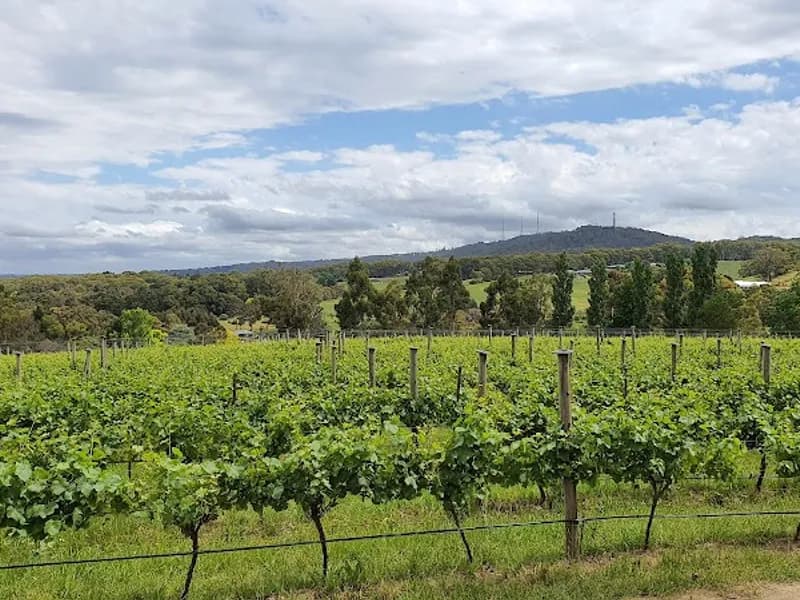Pernod Ricard Winemakers (Vinarchy) winery in SA