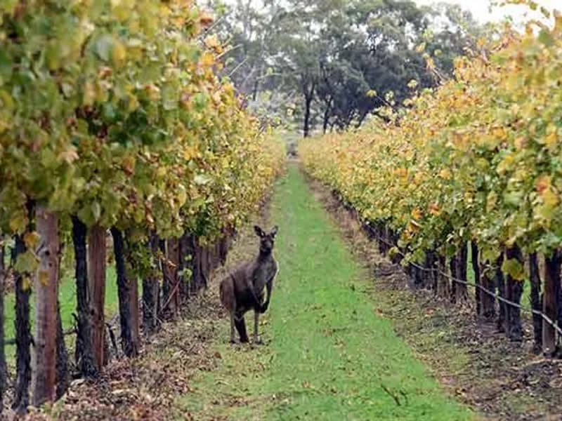 Hardy's winery in SA