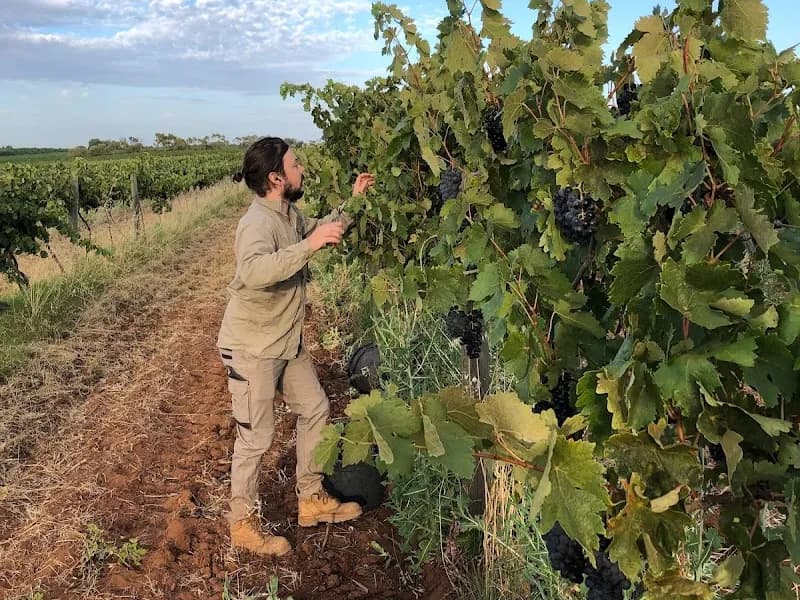 Angoves Winery winery in SA