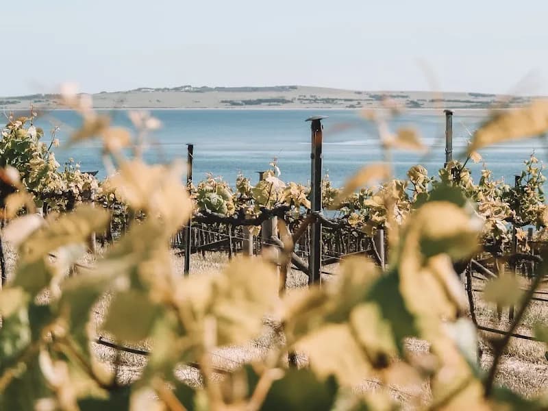 Shaw & Smith Winery winery in SA