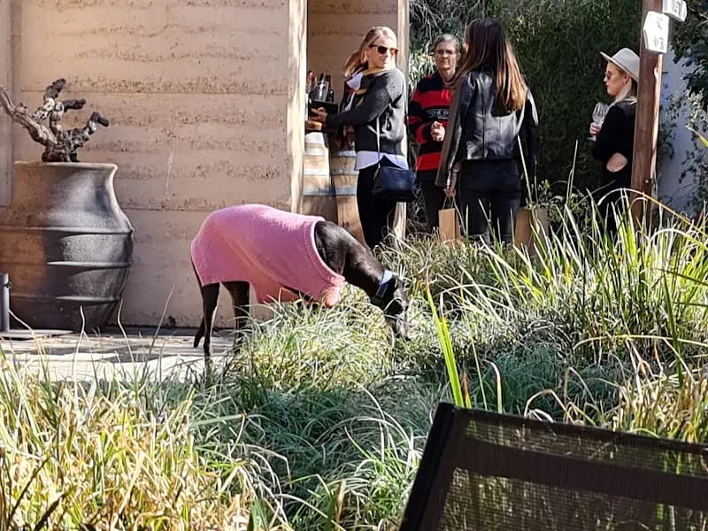 Artwine winery in SA