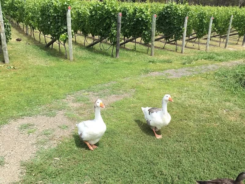 Kingston Estate Winery winery in SA