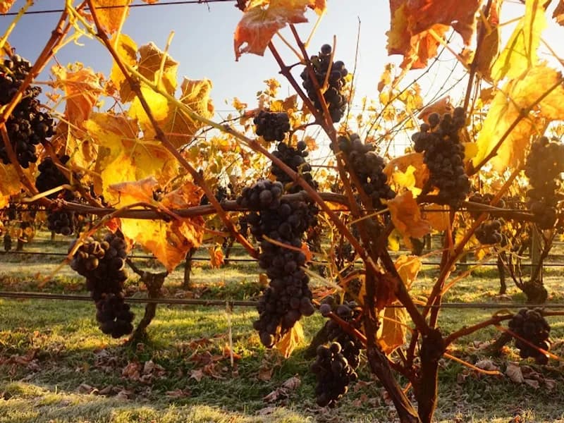 S.C. Pannell Winery winery in SA