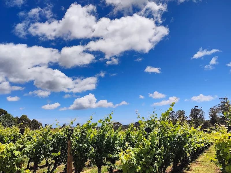 S.C. Pannell Winery winery in SA