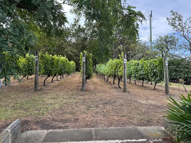 Mallee Estate winery in SA