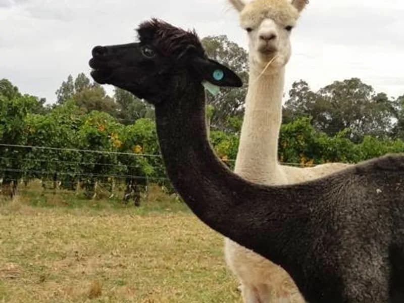 Geoff Merrill Wines winery in SA