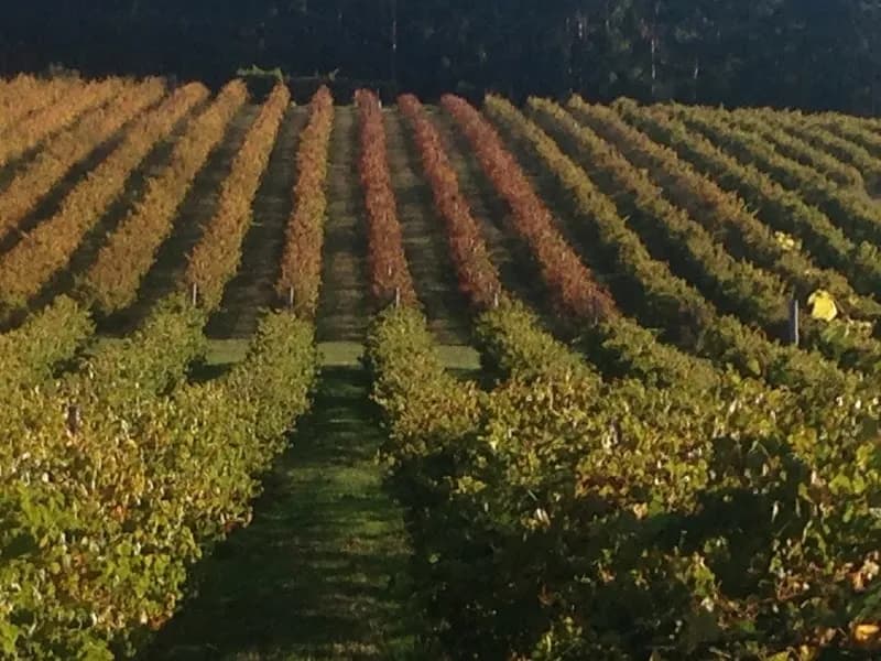 Prickly Mo winery in Eugenana, TAS