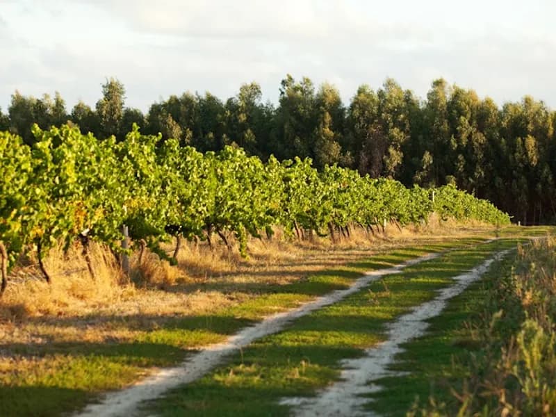 Meander Valley Vineyard winery in TAS