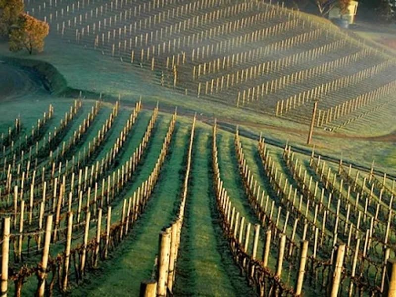 Coldstream Hills winery in Coldstream, VIC