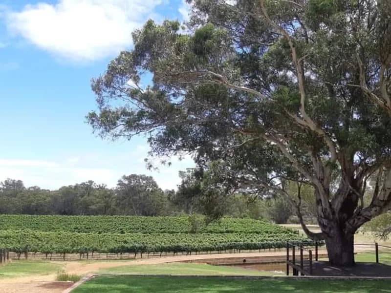 Vasse winery in WA