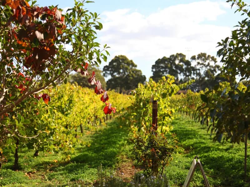 Credaro winery in WA