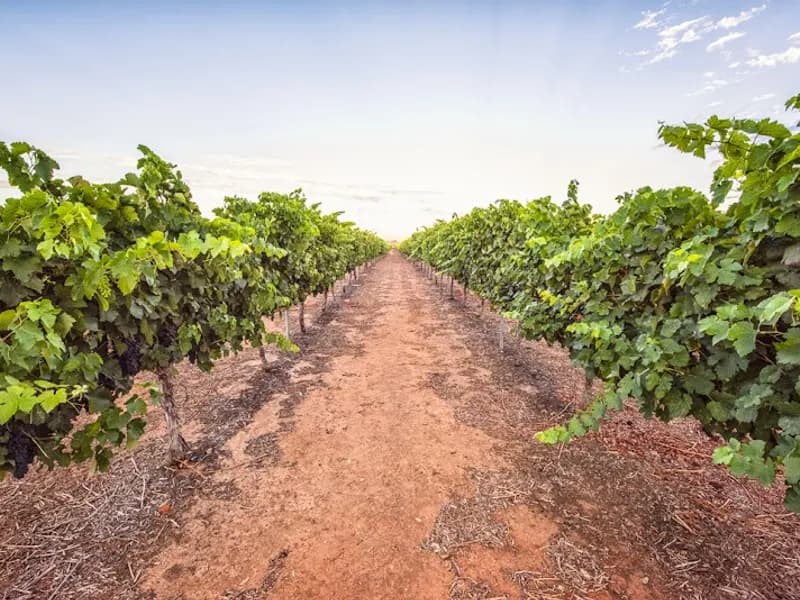 Bettenay's winery in WA