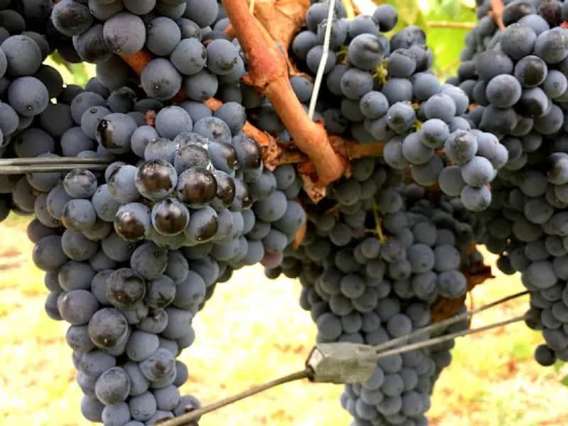 Juniper Estate winery in WA