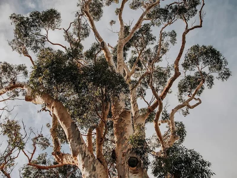 Talisman Wines winery in WA