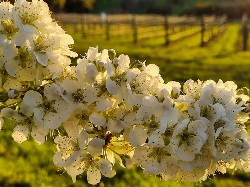 Olive Farm Wines winery in WA