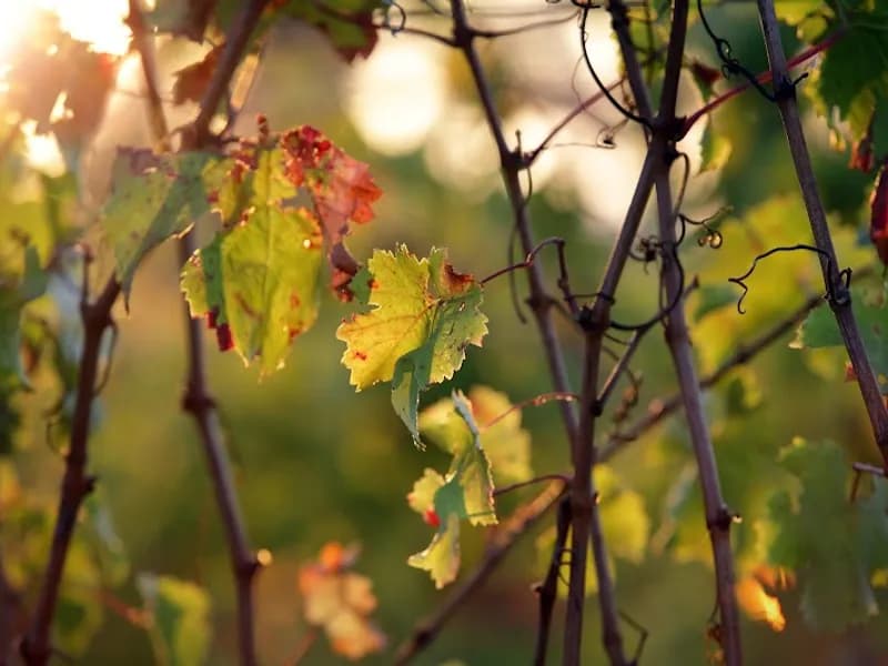 Swan Valley Wines winery in WA