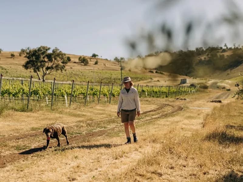 Sittella winery in WA