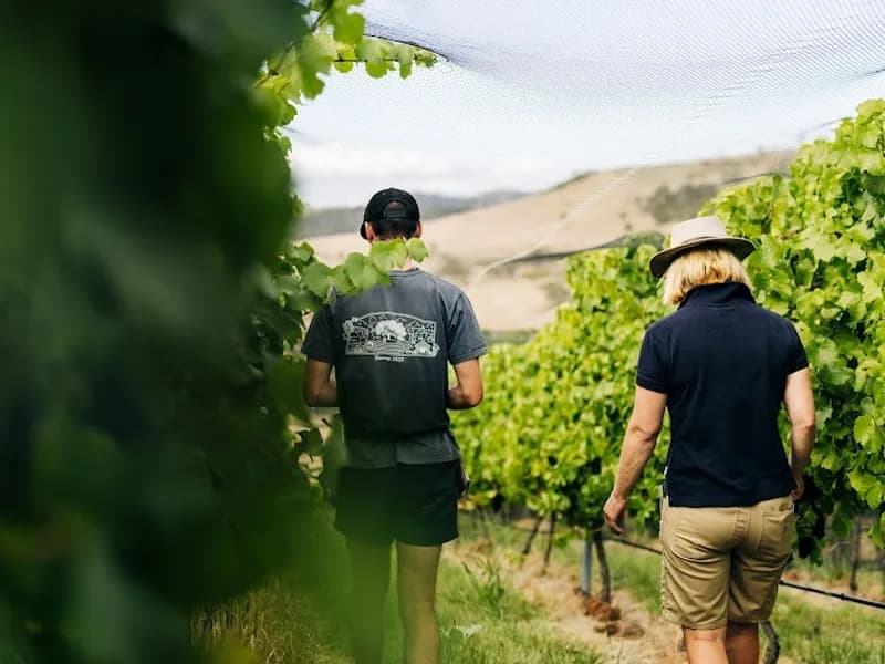 Sittella winery in WA