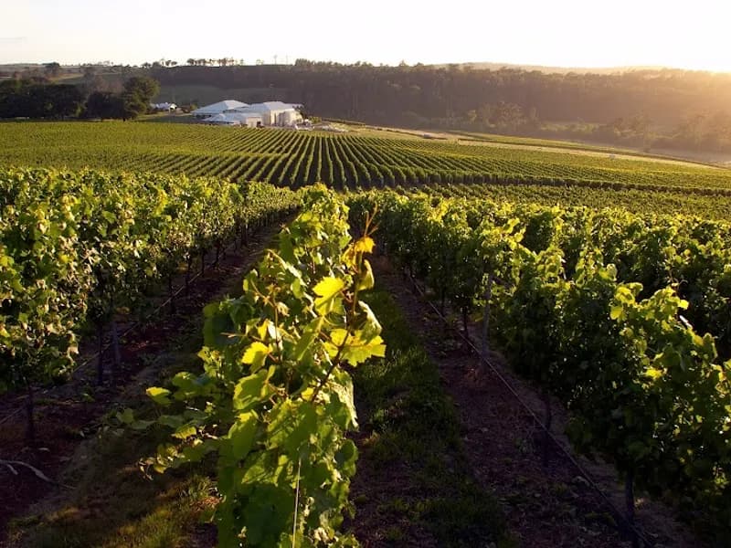 Ugly Duckling Wines winery in WA