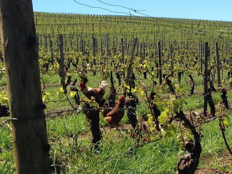 Tonon winery in Carmel, WA