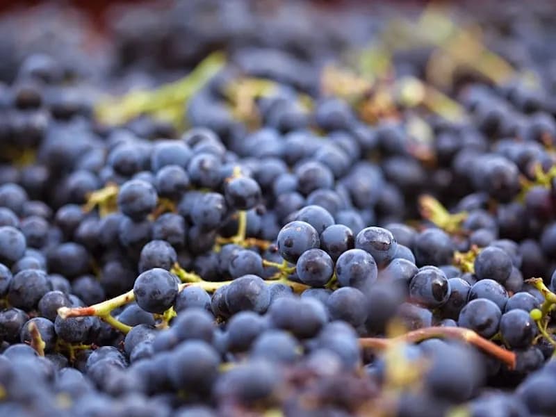 Apogee winery in Lebrina, TAS