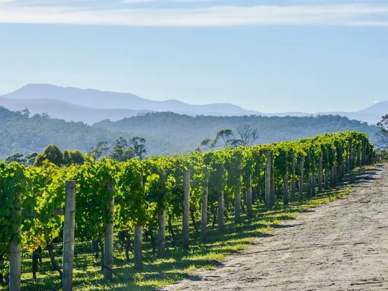 Dalrymple Vineyards winery in Pipers Brook, TAS
