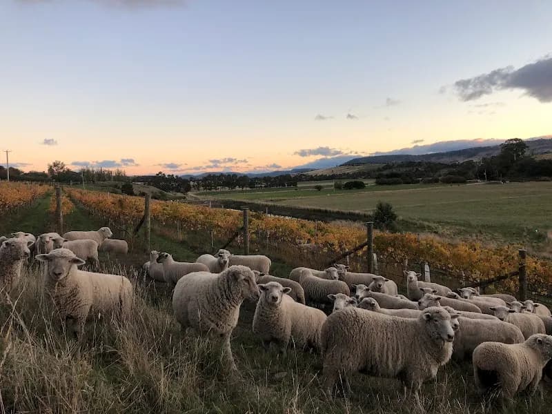 Delamere Vineyards winery in Pipers Brook, TAS