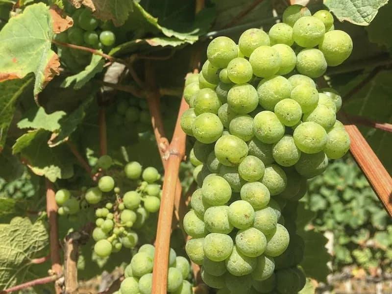 Evenfall winery in Legana, TAS