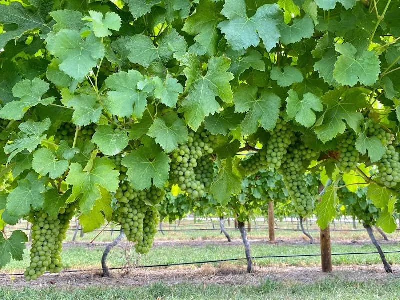 Home Hill winery in Ranelagh, TAS