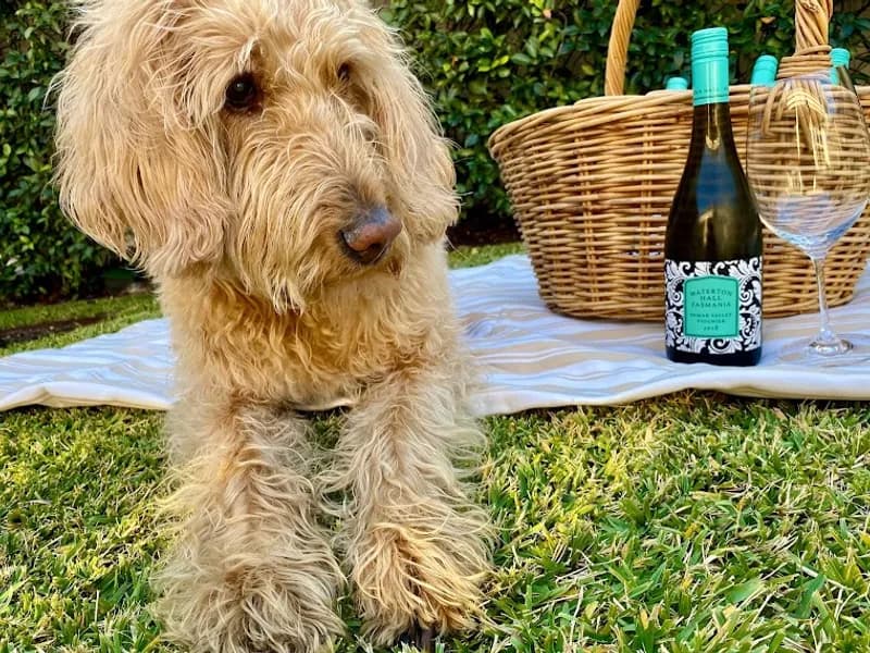 Home Hill winery in Ranelagh, TAS