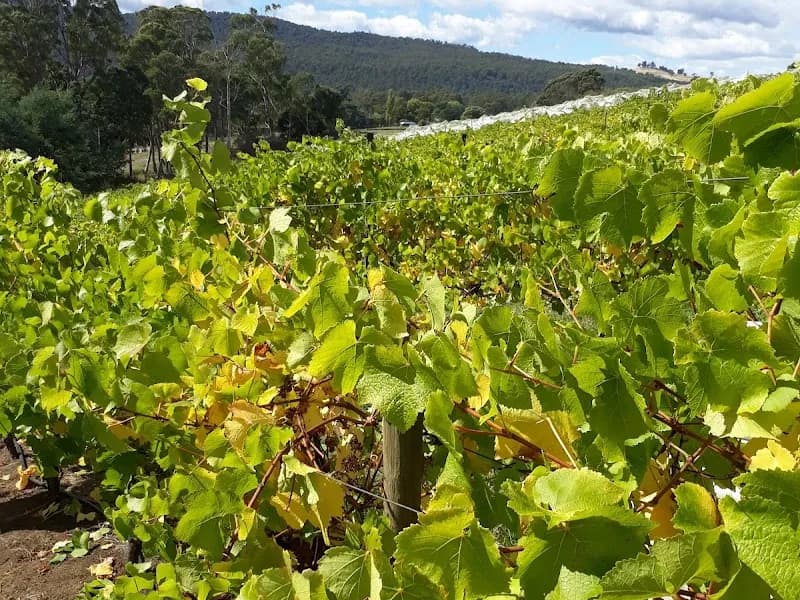 Gala Estate winery in Cranbrook, TAS