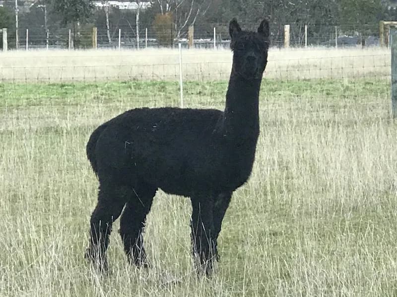 Henskens Rankin of Tasmania winery in Ranelagh, TAS