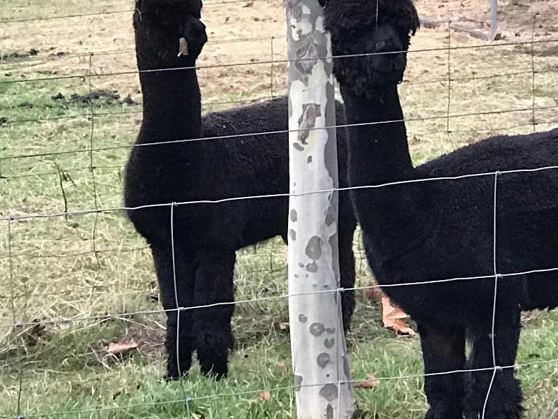 Henskens Rankin of Tasmania winery in Ranelagh, TAS