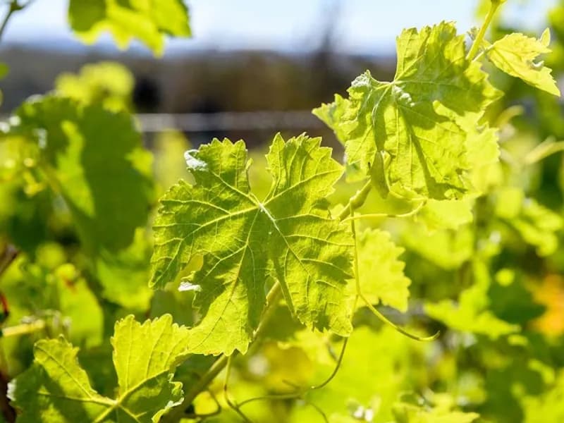 Bream Creek winery in Bream Creek, TAS